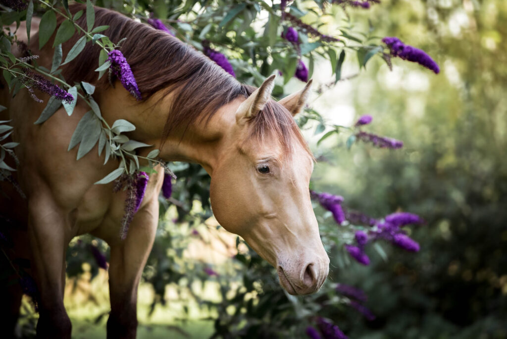 Die 5 schönsten Locations für Dein Fotoshooting mit Pferd 2 Tierfotografie Claudia Rahlmeier