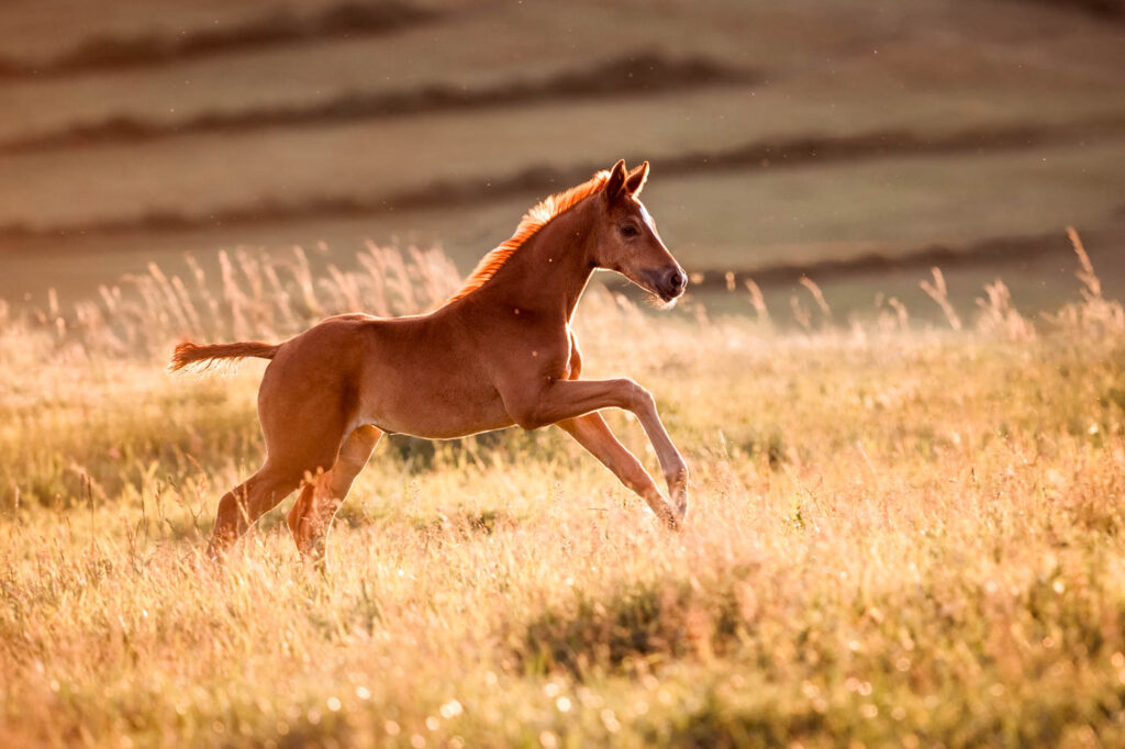 Die 5 schönsten Locations für Dein Fotoshooting mit Pferd 32 Tierfotografie Claudia Rahlmeier