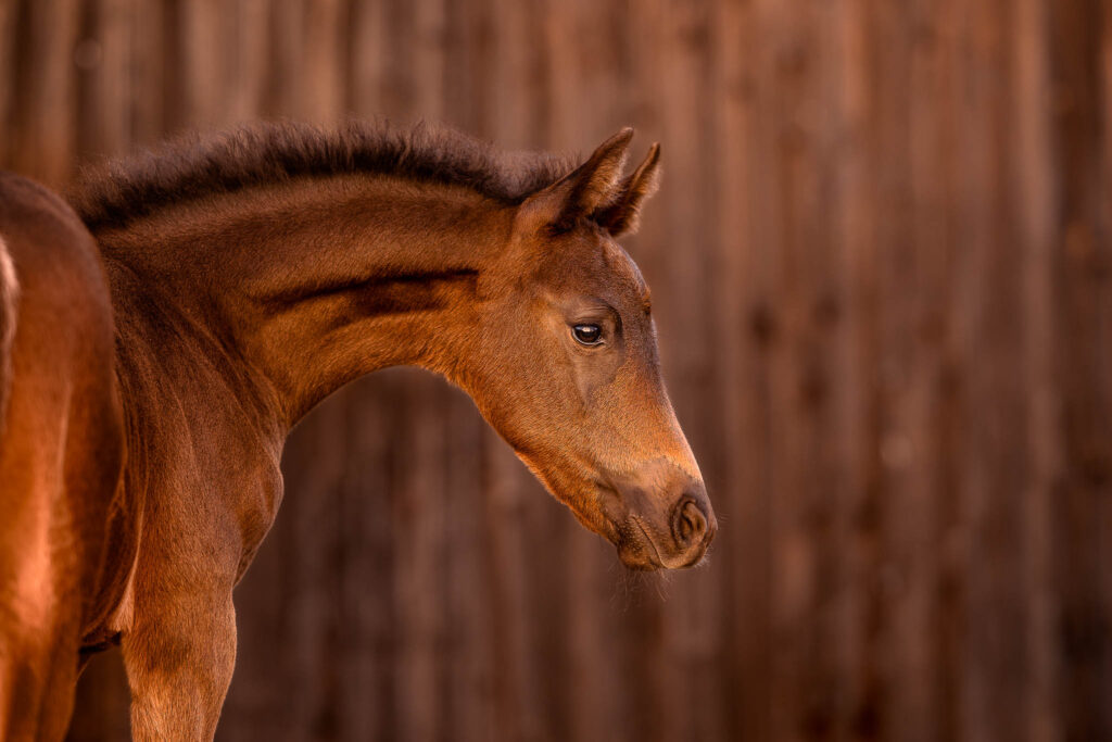 Rainbowcolours New Forest Ponys 37 Tierfotografie Claudia Rahlmeier