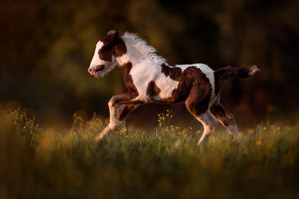 Portfoliotag am Schrankenschneiderhof 11 Tierfotografie Claudia Rahlmeier