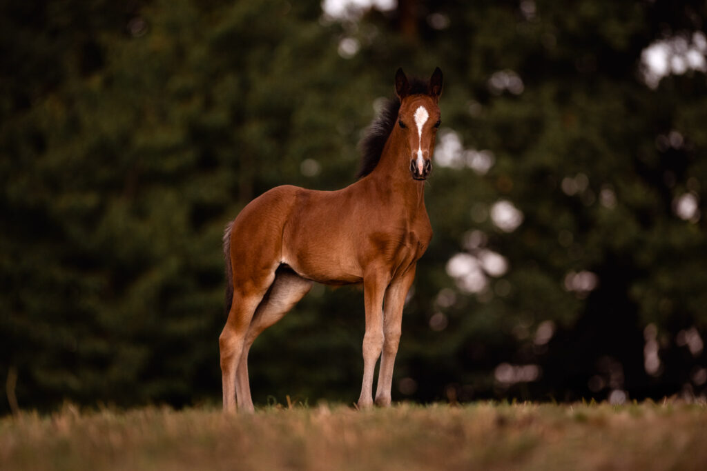 Rainbowcolours New Forest Ponys 6 Tierfotografie Claudia Rahlmeier