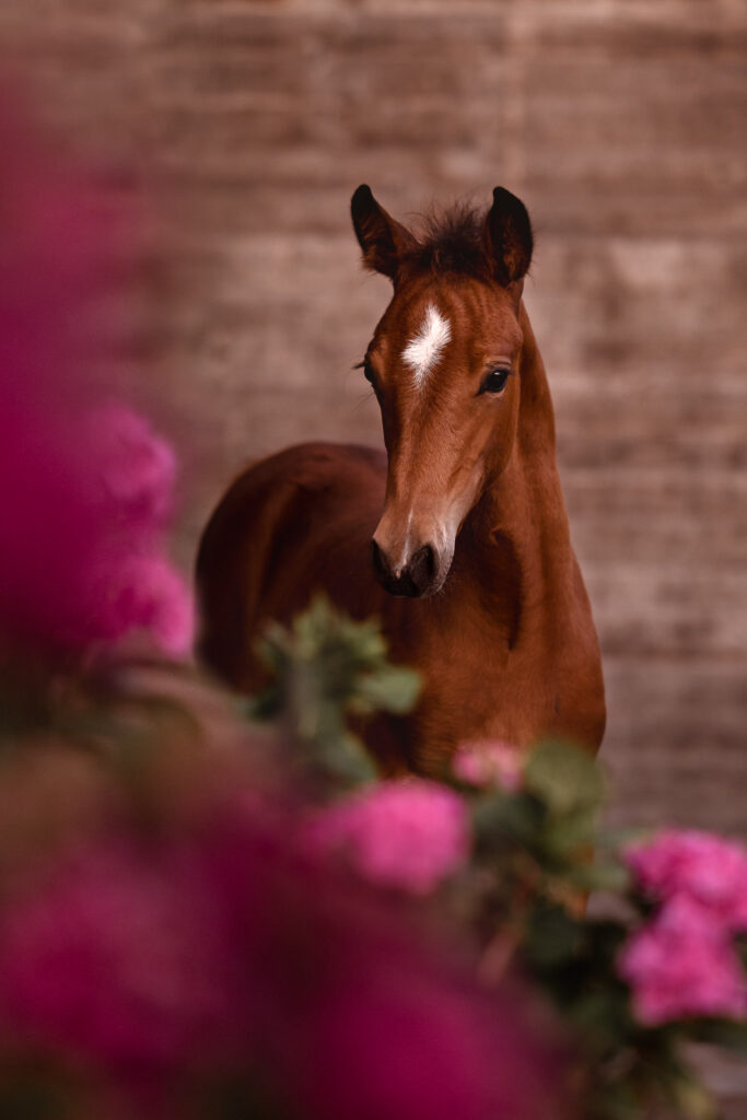 Rainbowcolours New Forest Ponys 2 Tierfotografie Claudia Rahlmeier