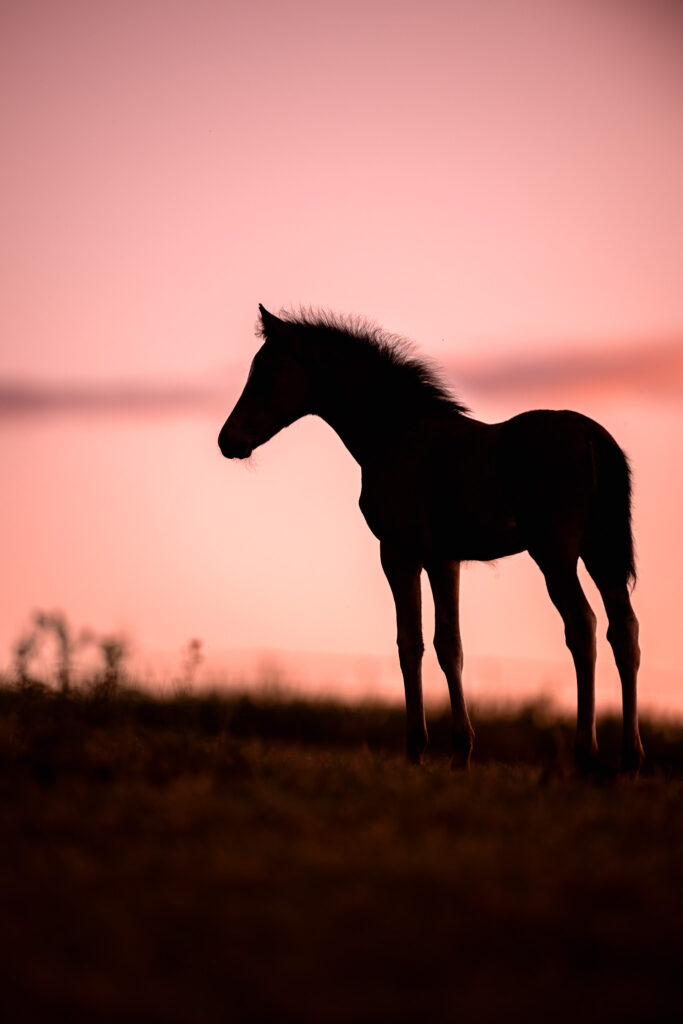 Rainbowcolours New Forest Ponys 12 Rainbowcolours New Forest Ponys
