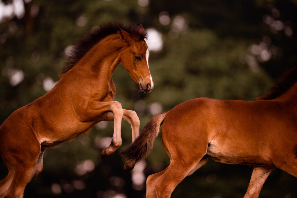 Rainbowcolours New Forest Ponys 5 Tierfotografie Claudia Rahlmeier