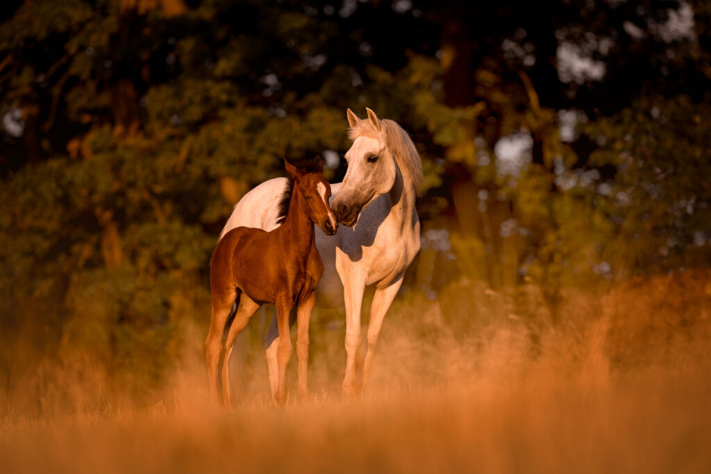 Rainbowcolours New Forest Ponys 10 Tierfotografie Claudia Rahlmeier