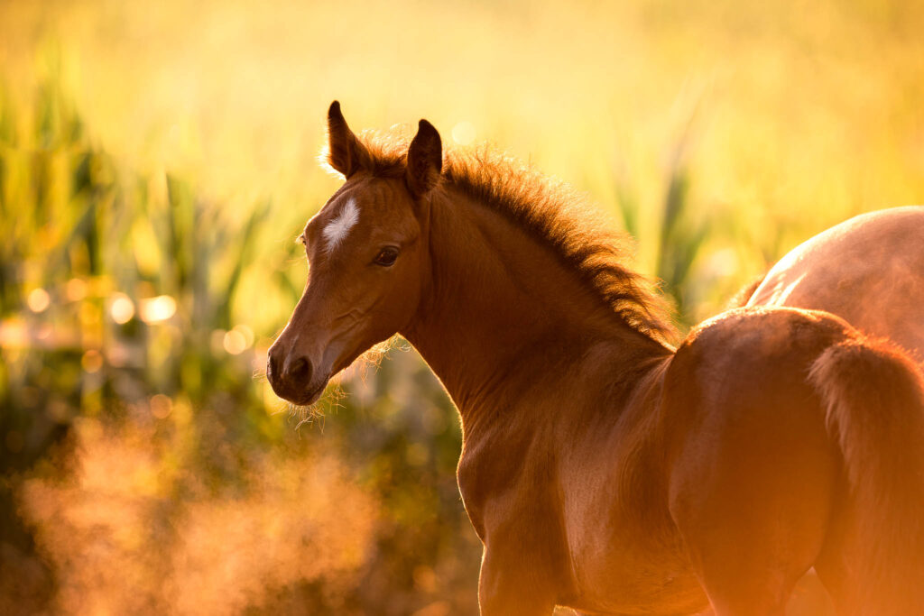 Rainbowcolours New Forest Ponys 9 Tierfotografie Claudia Rahlmeier
