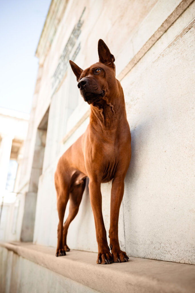 Hunde in der Stadt - Alpha in München 20 Tierfotografie Claudia Rahlmeier