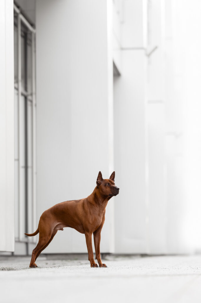 Hunde in der Stadt - Alpha in München 11 Tierfotografie Claudia Rahlmeier