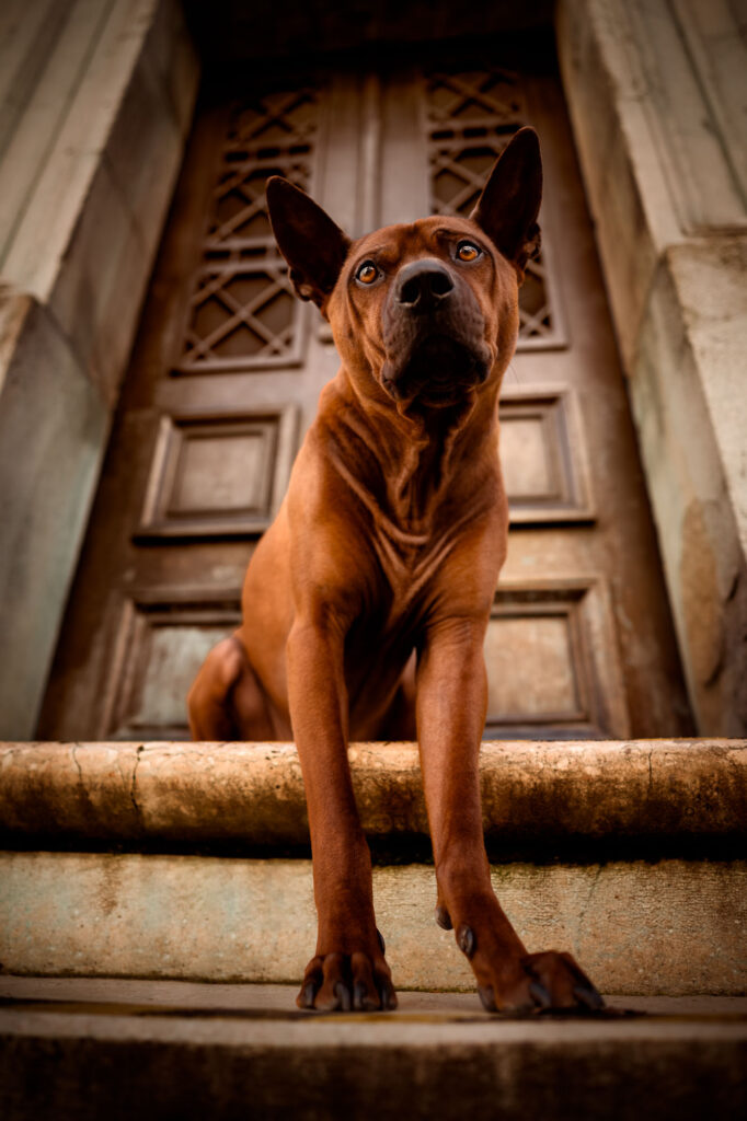 Hunde in der Stadt - Alpha in München 19 Tierfotografie Claudia Rahlmeier