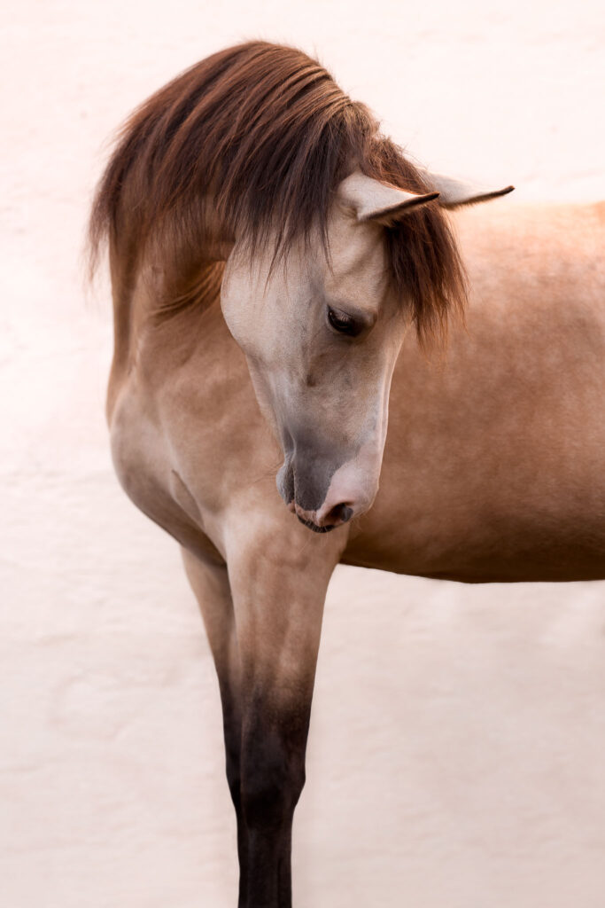 Rainbowcolours New Forest Ponys 28 Tierfotografie Claudia Rahlmeier