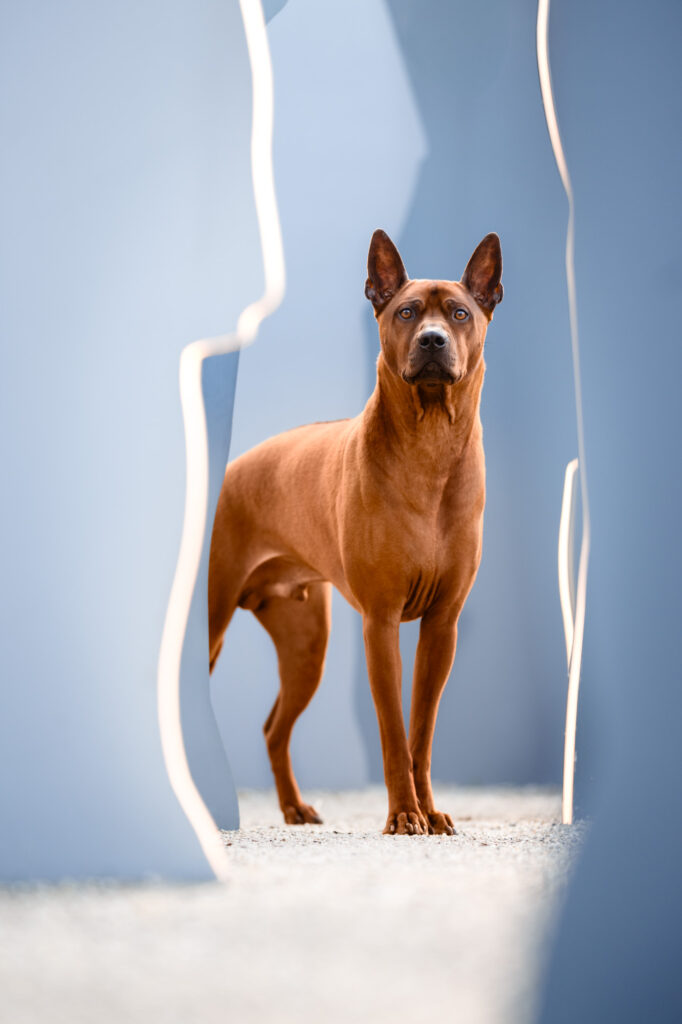 Hunde in der Stadt - Alpha in München 14 Tierfotografie Claudia Rahlmeier