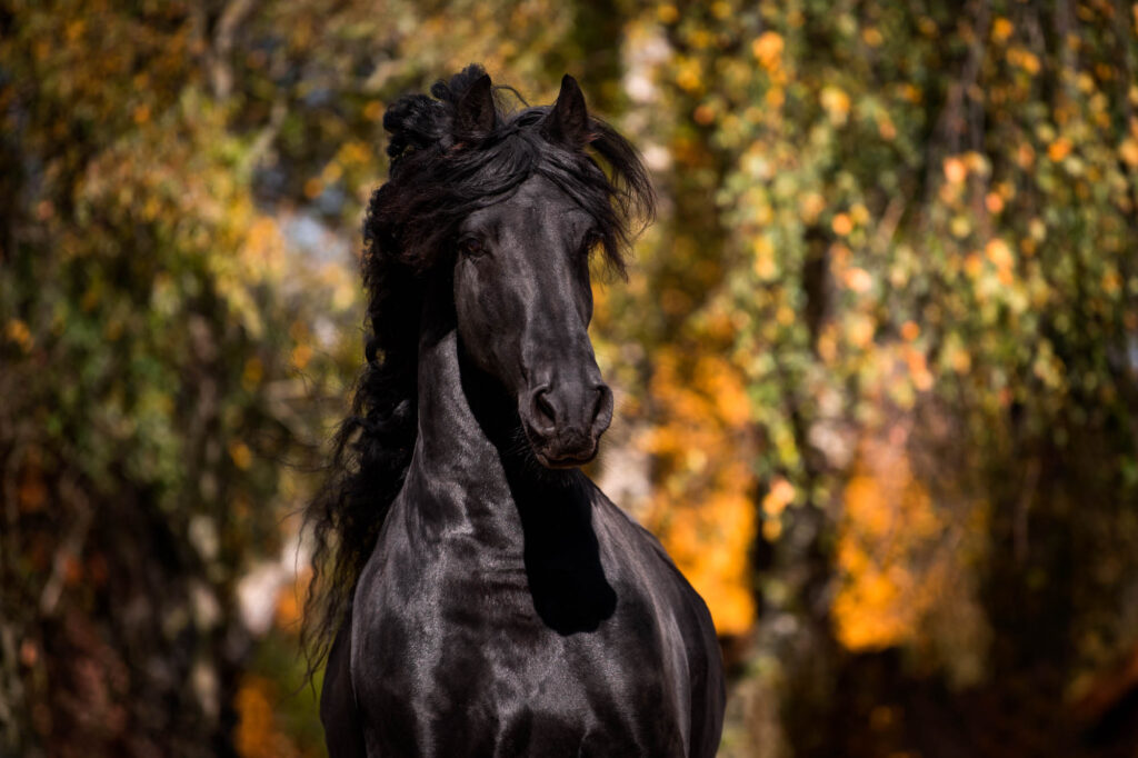 Die 5 schönsten Locations für Dein Fotoshooting mit Pferd 15 Tierfotografie Claudia Rahlmeier