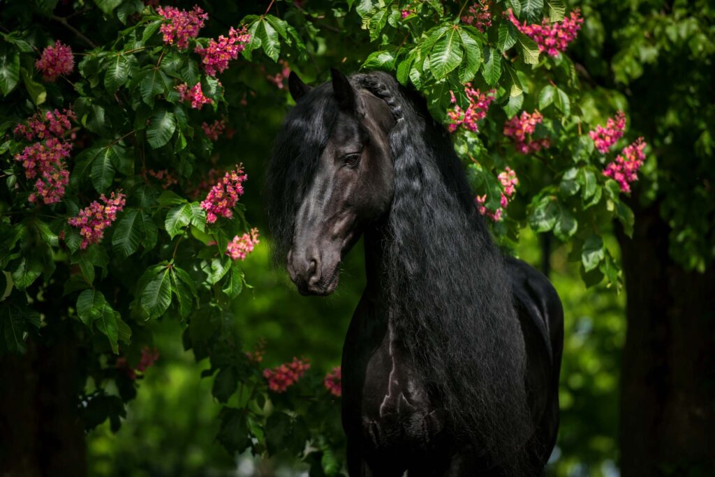 Die 5 schönsten Locations für Dein Fotoshooting mit Pferd 7 Tierfotografie Claudia Rahlmeier