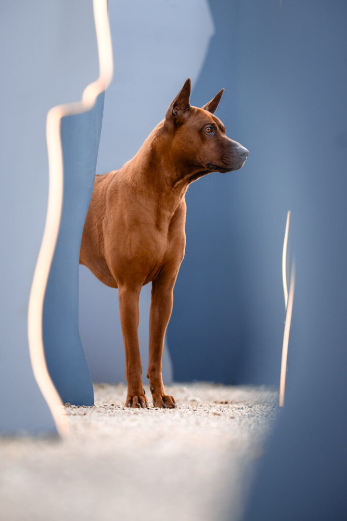 Hunde in der Stadt - Alpha in München 13 Tierfotografie Claudia Rahlmeier