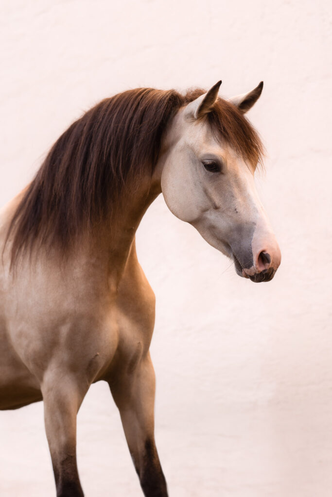 Rainbowcolours New Forest Ponys 27 Tierfotografie Claudia Rahlmeier