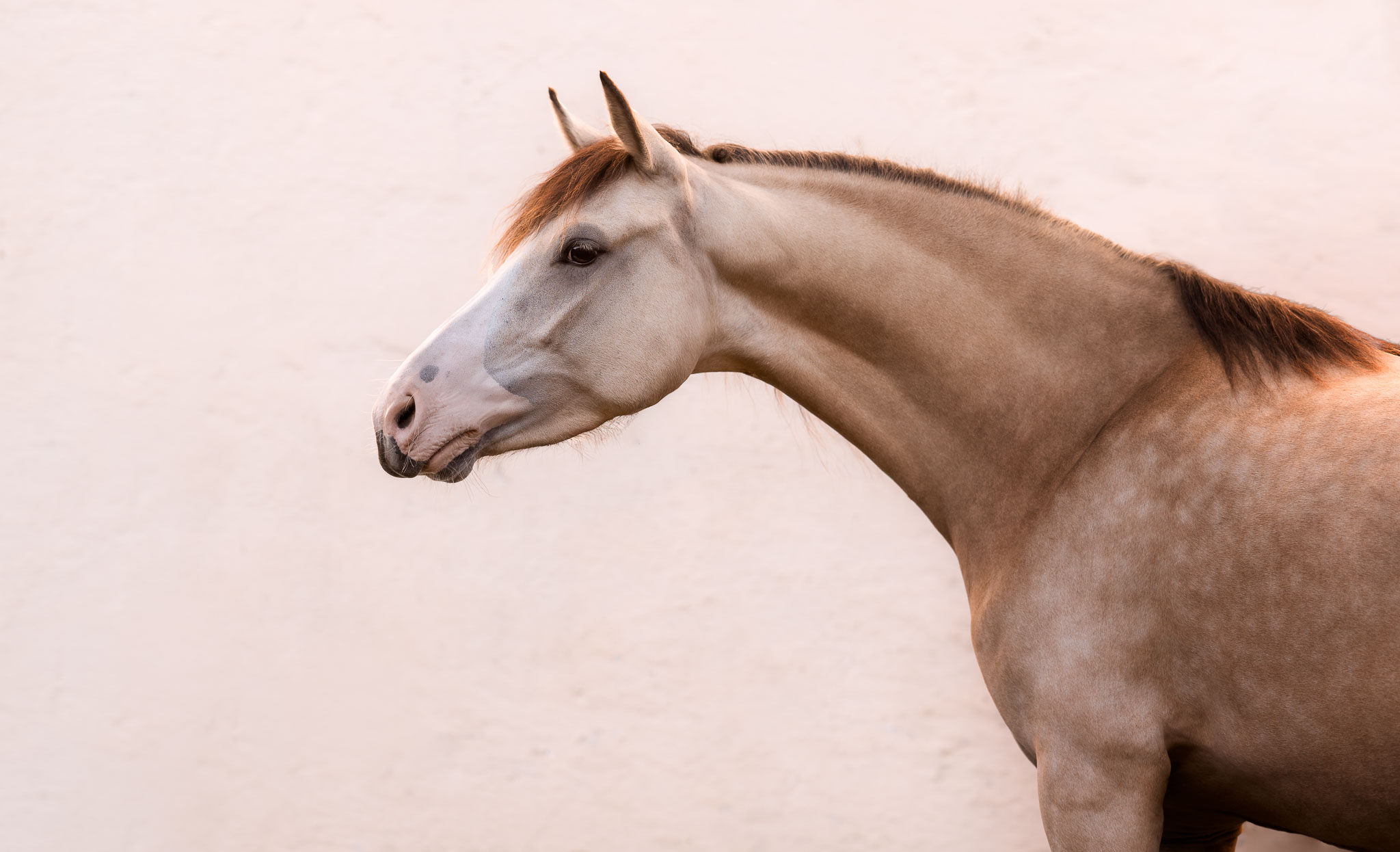 Tierfotografie Claudia Rahlmeier