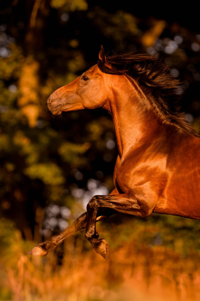 Rainbowcolours New Forest Ponys 13 Tierfotografie Claudia Rahlmeier