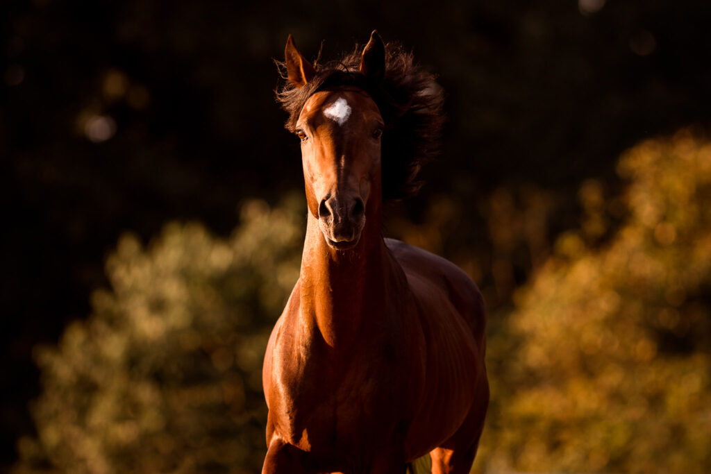 Rainbowcolours New Forest Ponys 14 Tierfotografie Claudia Rahlmeier