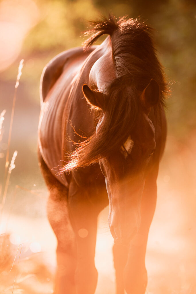Rainbowcolours New Forest Ponys 16 Tierfotografie Claudia Rahlmeier