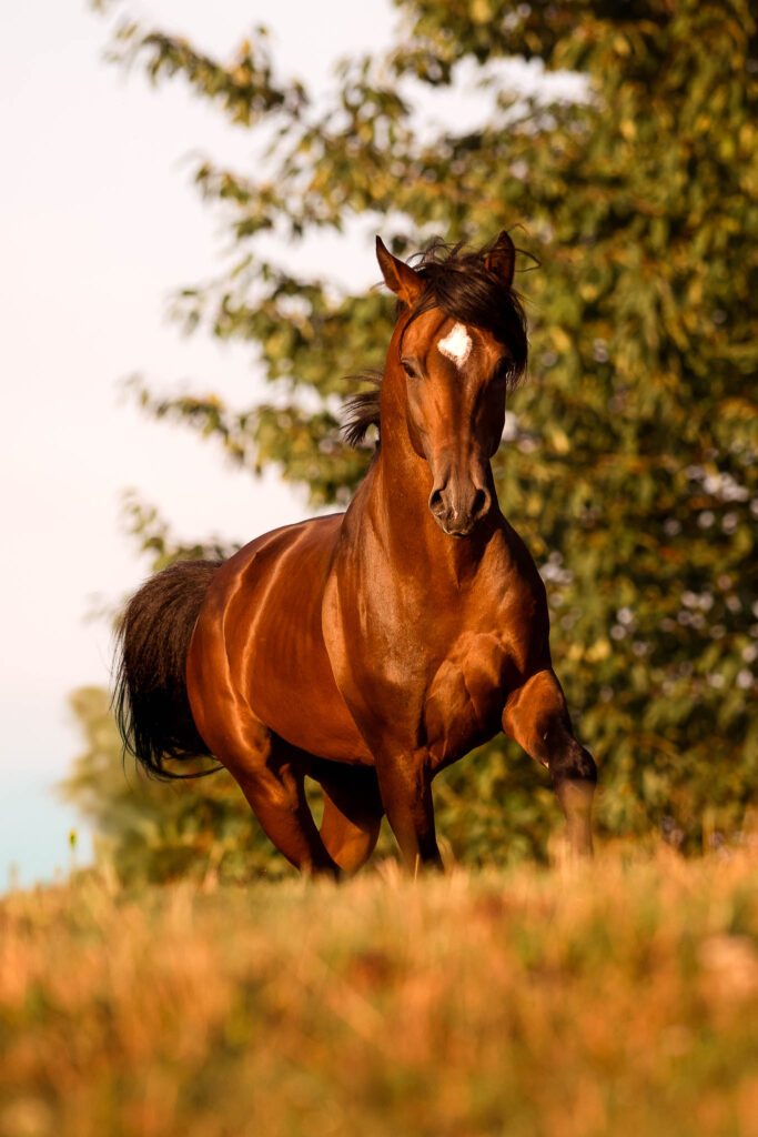 Rainbowcolours New Forest Ponys 15 Tierfotografie Claudia Rahlmeier