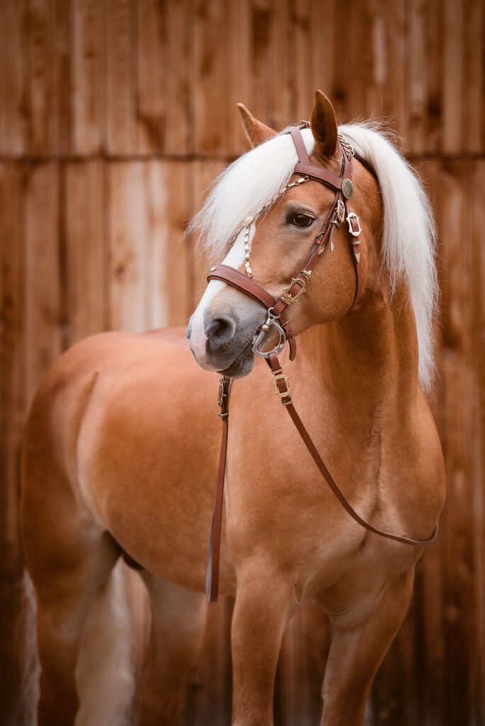Die 5 schönsten Locations für Dein Fotoshooting mit Pferd 43 Tierfotografie Claudia Rahlmeier