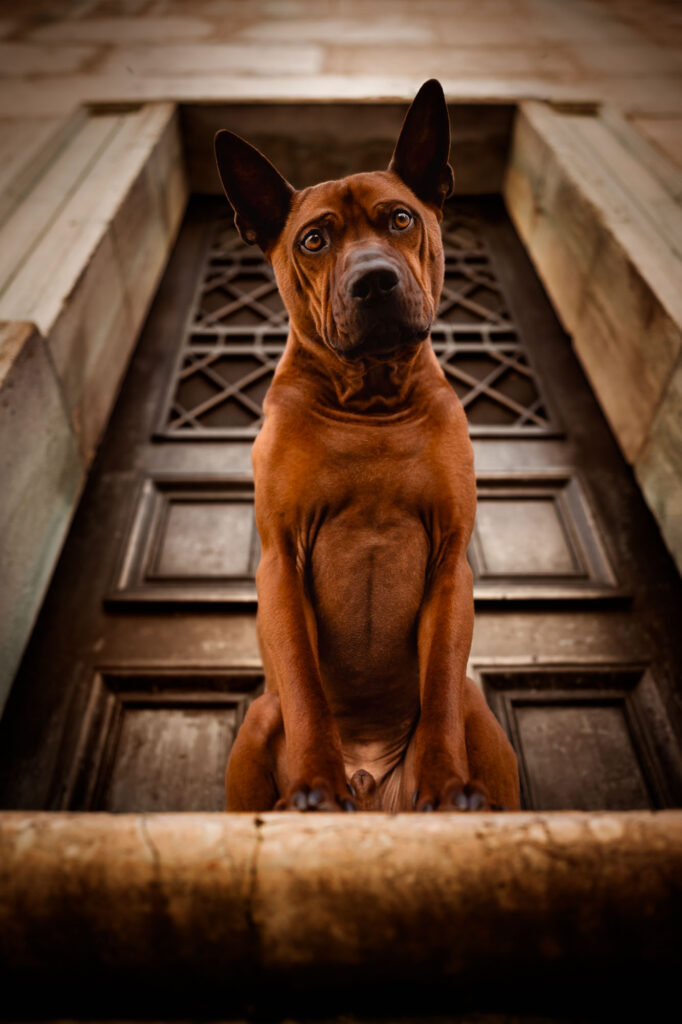 Hunde in der Stadt - Alpha in München 17 Tierfotografie Claudia Rahlmeier