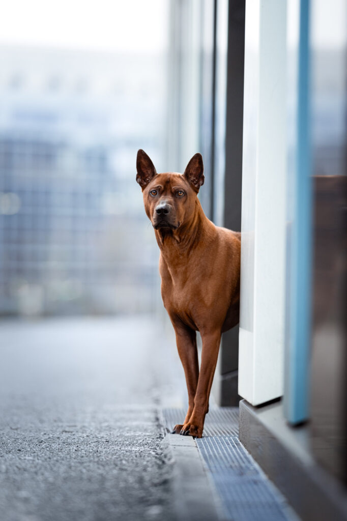 Hunde in der Stadt - Alpha in München 2 Hunde in der Stadt - Alpha in München