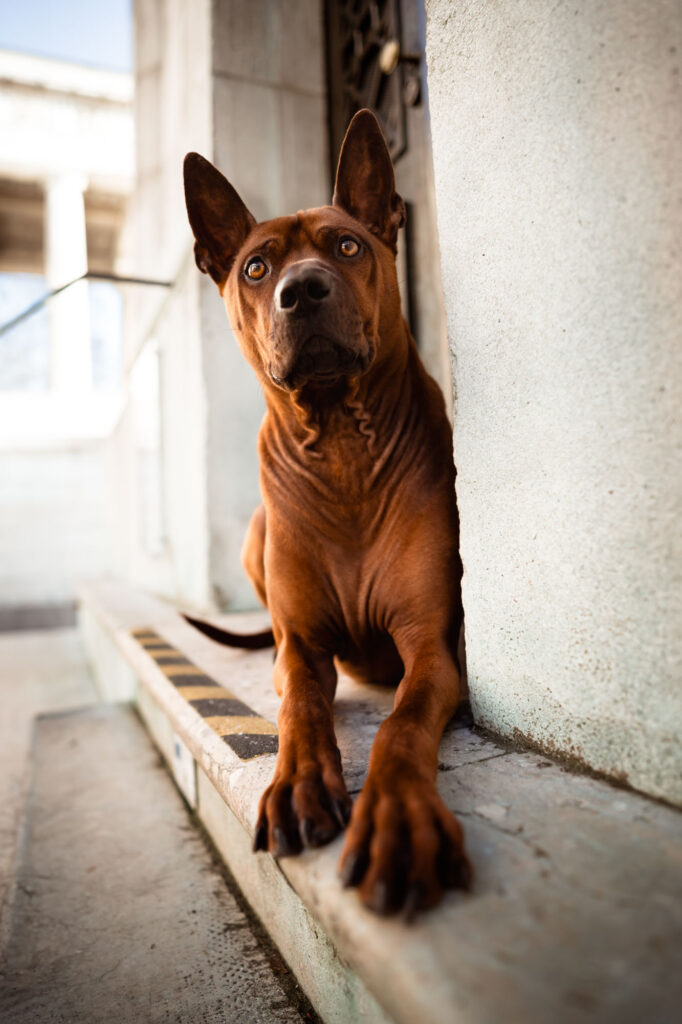 Hunde in der Stadt - Alpha in München 21 Tierfotografie Claudia Rahlmeier