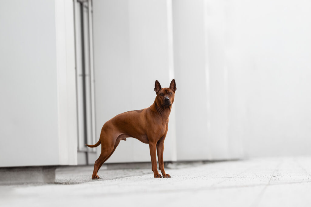 Hunde in der Stadt - Alpha in München 6 Tierfotografie Claudia Rahlmeier