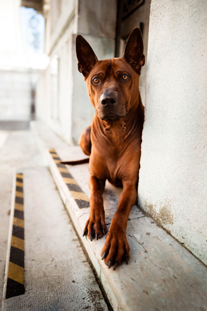 Hunde in der Stadt - Alpha in München 22 Tierfotografie Claudia Rahlmeier
