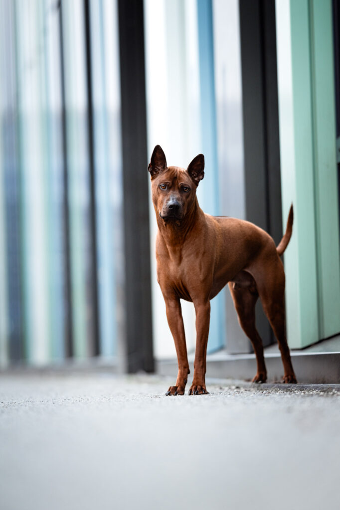 Hunde in der Stadt - Alpha in München 3 Tierfotografie Claudia Rahlmeier