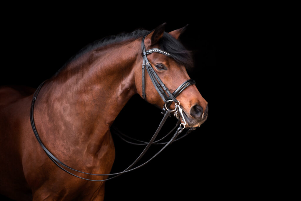 Die 5 schönsten Locations für Dein Fotoshooting mit Pferd 22 Tierfotografie Claudia Rahlmeier