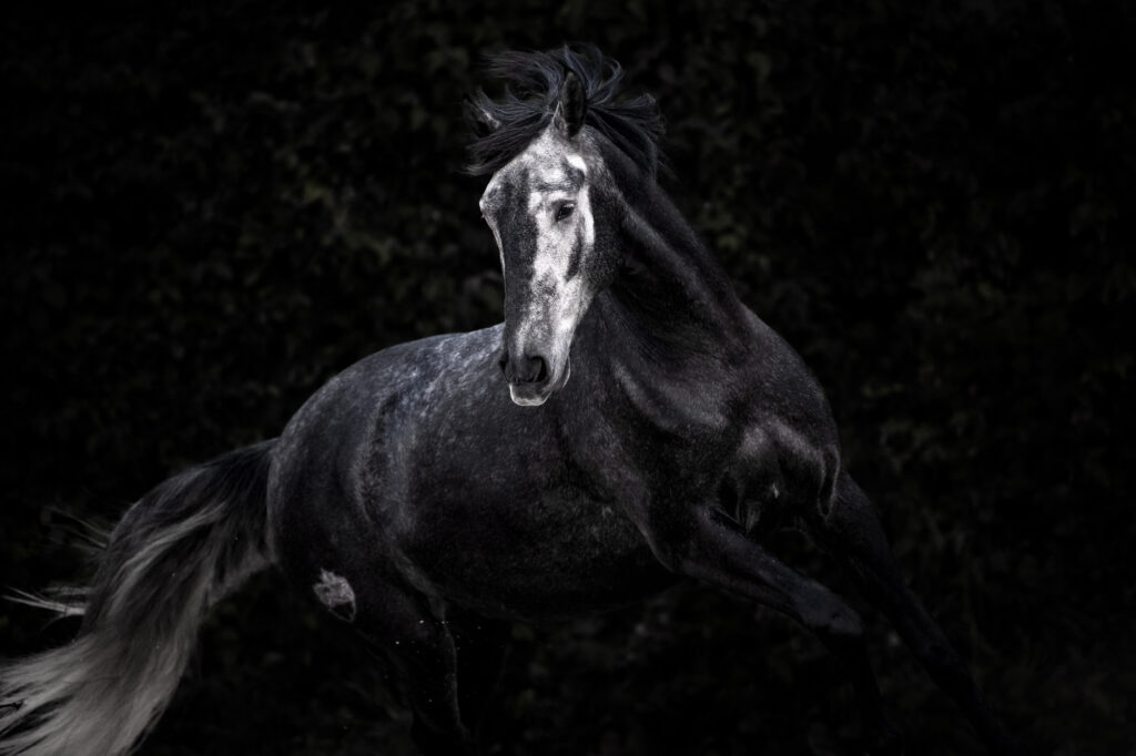 Die 5 schönsten Locations für Dein Fotoshooting mit Pferd 18 Tierfotografie Claudia Rahlmeier