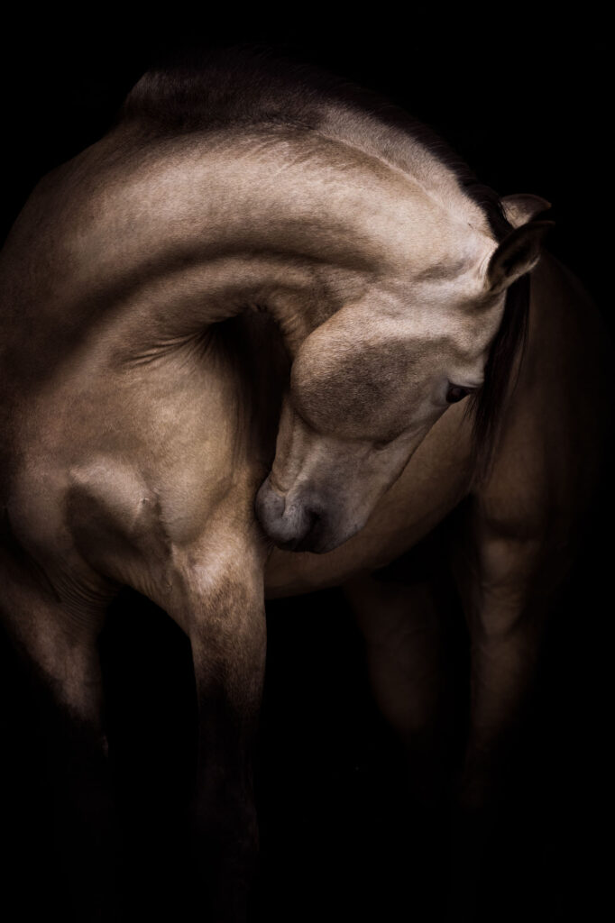 Die 5 schönsten Locations für Dein Fotoshooting mit Pferd 25 Tierfotografie Claudia Rahlmeier