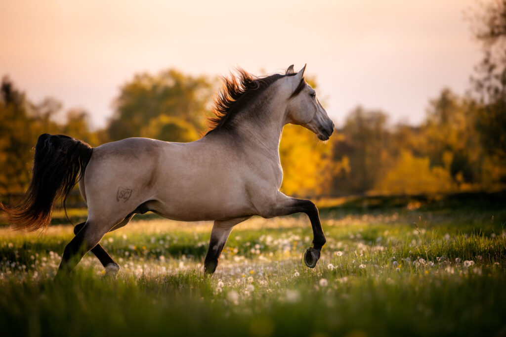 Die 5 schönsten Locations für Dein Fotoshooting mit Pferd 34 Tierfotografie Claudia Rahlmeier