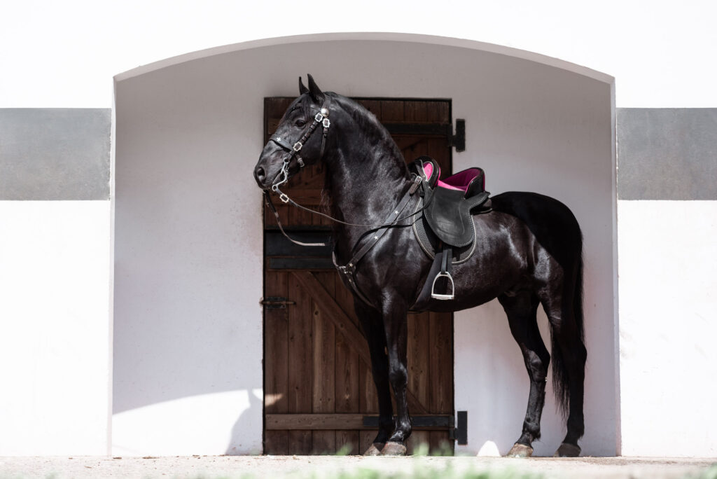 Die 5 schönsten Locations für Dein Fotoshooting mit Pferd 47 Tierfotografie Claudia Rahlmeier