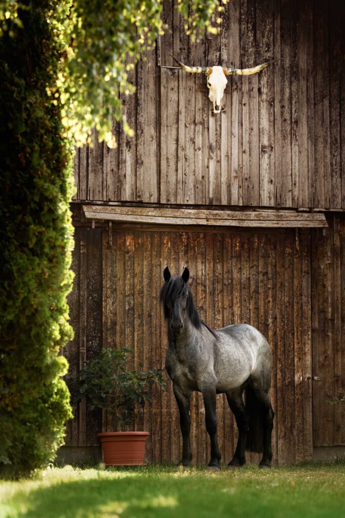 Die 5 schönsten Locations für Dein Fotoshooting mit Pferd 50 Tierfotografie Claudia Rahlmeier