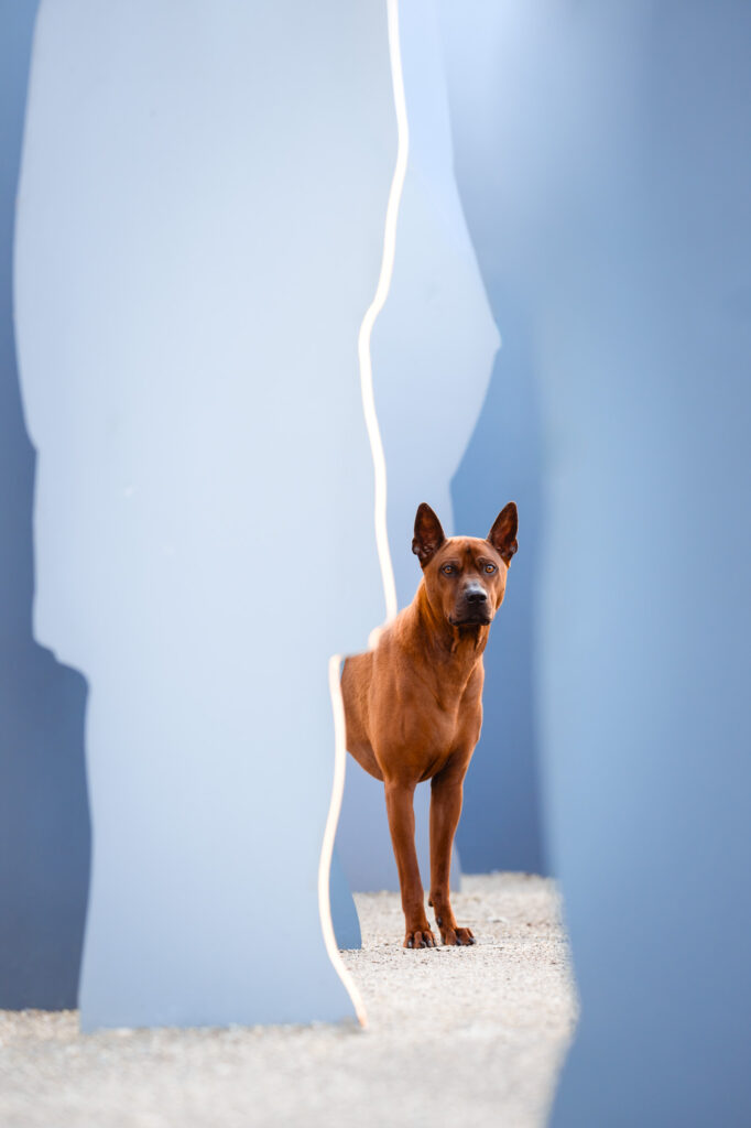 Hunde in der Stadt - Alpha in München 16 Tierfotografie Claudia Rahlmeier