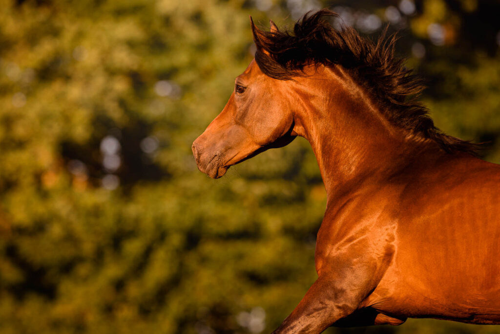 Rainbowcolours New Forest Ponys 21 Tierfotografie Claudia Rahlmeier