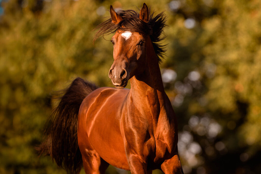 Rainbowcolours New Forest Ponys 19 Tierfotografie Claudia Rahlmeier