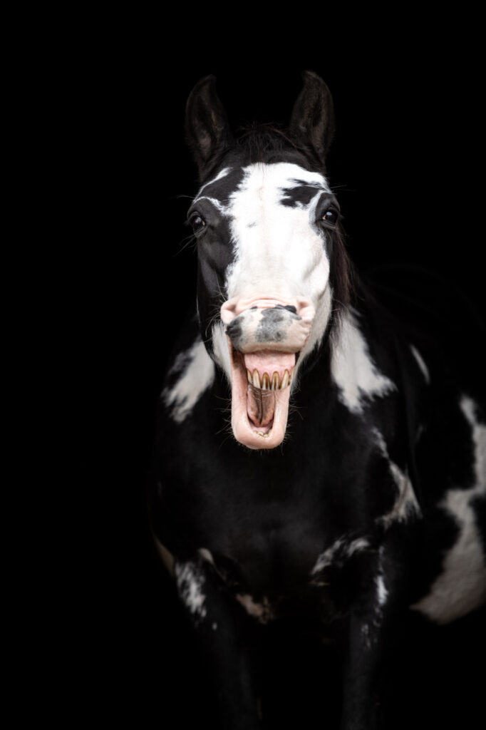 Die 5 schönsten Locations für Dein Fotoshooting mit Pferd 24 Tierfotografie Claudia Rahlmeier