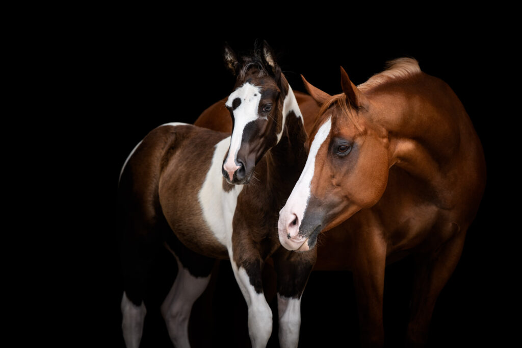 Die 5 schönsten Locations für Dein Fotoshooting mit Pferd 27 Tierfotografie Claudia Rahlmeier