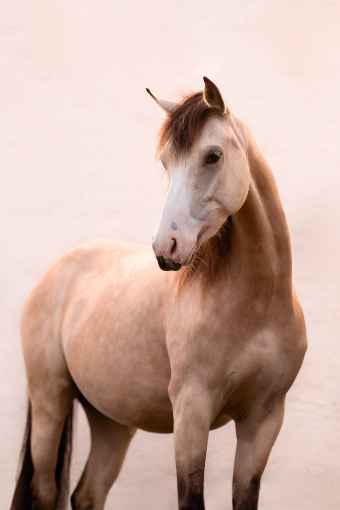 Rainbowcolours New Forest Ponys 29 Tierfotografie Claudia Rahlmeier