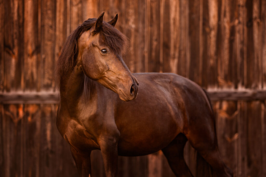 Rainbowcolours New Forest Ponys 36 Tierfotografie Claudia Rahlmeier