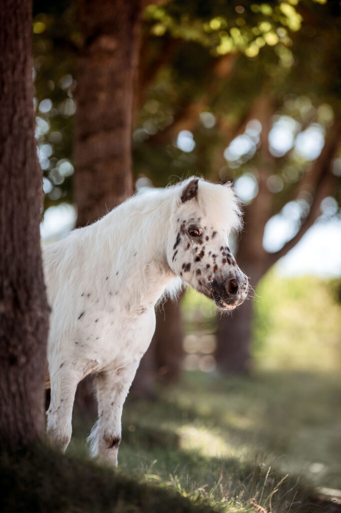 Die 5 schönsten Locations für Dein Fotoshooting mit Pferd 5 Tierfotografie Claudia Rahlmeier