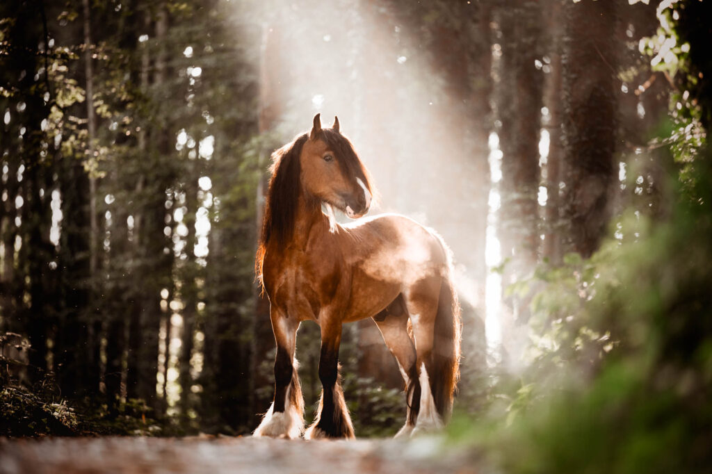 Portfoliotag am Schrankenschneiderhof 2 Tierfotografie Claudia Rahlmeier