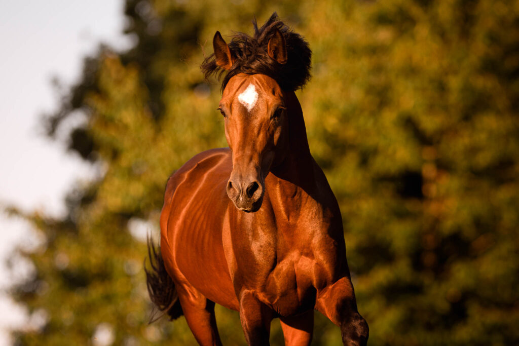 Rainbowcolours New Forest Ponys 18 Tierfotografie Claudia Rahlmeier