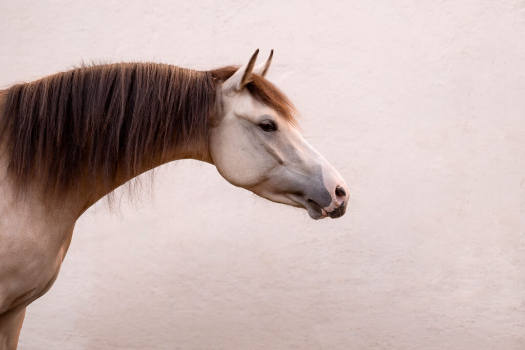 Rainbowcolours New Forest Ponys 31 Tierfotografie Claudia Rahlmeier