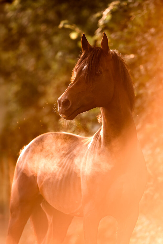 Rainbowcolours New Forest Ponys 17 Tierfotografie Claudia Rahlmeier