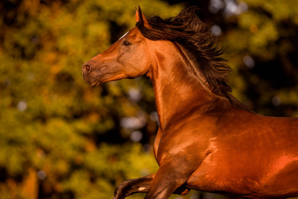 Rainbowcolours New Forest Ponys 20 Tierfotografie Claudia Rahlmeier